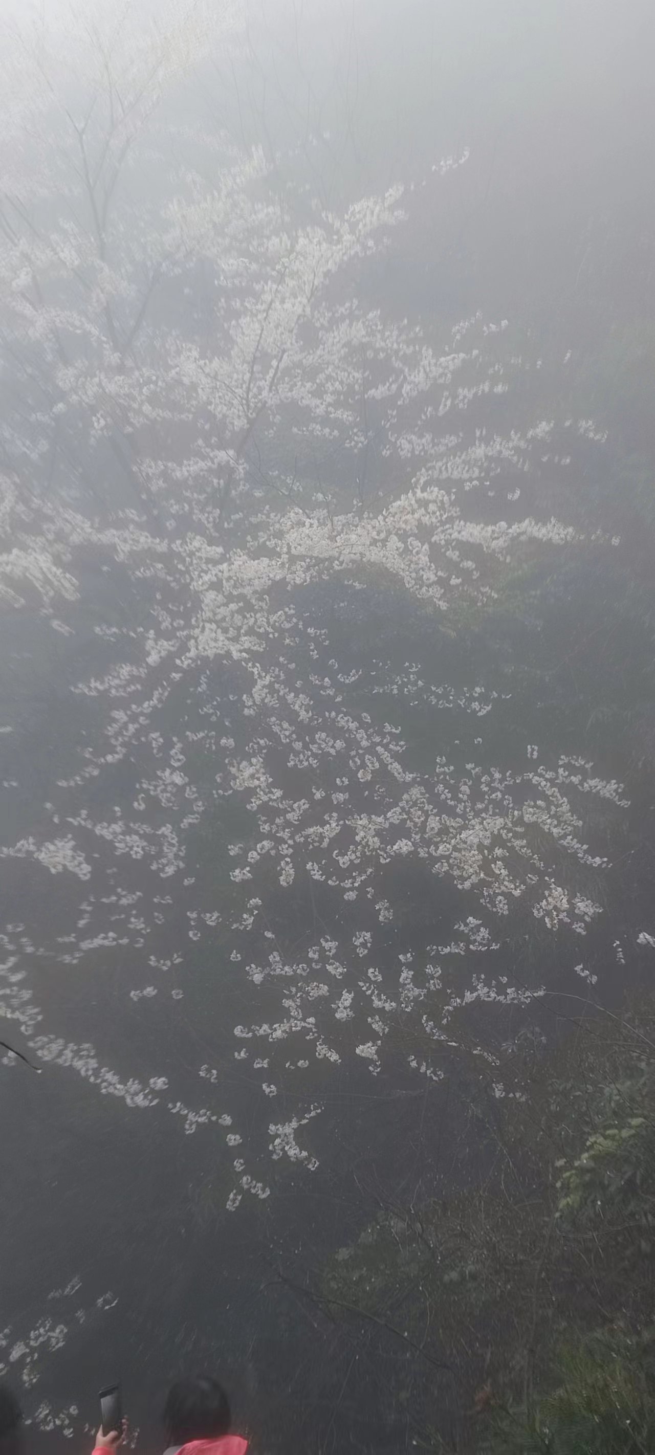 花滿幽谷，鳥鳴山澗-2023年工會活動游記